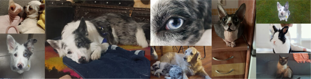 Fotografía de los animales de la veterinaria