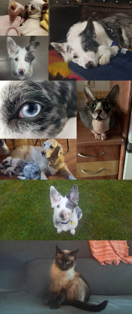 Banner animalitos