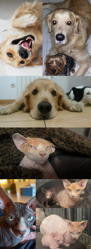 Banner animalitos